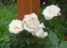 Pax rose photo