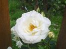 Pax rose photo