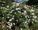 Mendocino Delight rose photo