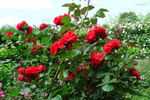 Tchin-Tchin, Cl. rose photo