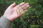 <i>Rosa multiflora</i> f. <i>watsoniana</i> Matsumura rose photo