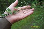 <i>Rosa multiflora</i> f. <i>watsoniana</i> Matsumura rose photo