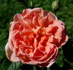 Radiosa rose photo