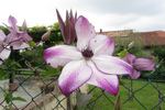 Fond Memories clematis photo