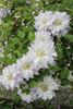 Chalcedony clematis photo