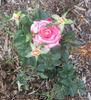 Florescent Fuschia rose photo