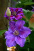 Ashva clematis photo