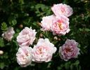 Double Blush rose photo
