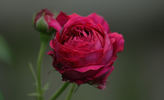 Lucy Thomas rose photo