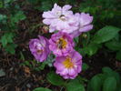 Heinrich Karsch rose photo