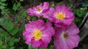 Theano rose photo