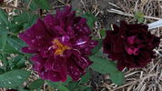 William Grow rose photo