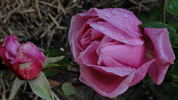 Blatenská královna rose photo