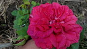 Queen of Bedders rose photo
