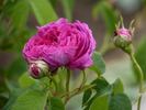 Estelle rose photo
