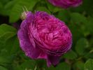 Estelle rose photo
