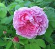 Madame Knorr rose photo