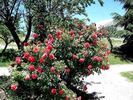 Rosenresli ® rose photo