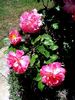 Eyecatcher rose photo