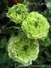 Super Green® rose photo
