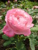 Mrs. F. W. Sanford rose photo