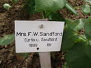 Mrs. F. W. Sanford rose photo