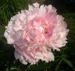 Hargrove Hudson peony photo
