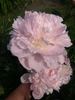 Hargrove Hudson peony photo