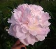 Hargrove Hudson peony photo