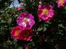 Edith Bellenden rose photo