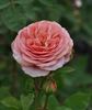 Proud Bride ® rose photo