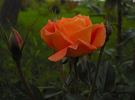 Agnieszka rose photo