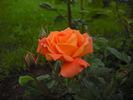 Agnieszka rose photo