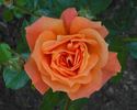 Agnieszka rose photo
