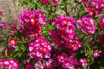 Gruss an Germershausen rose photo