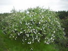 Polstjärnan rose photo