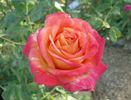 Delta Gold ™ rose photo