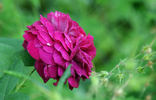Mrs Yamada rose photo