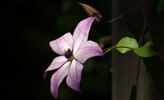 Fond Memories clematis photo