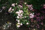 Baba Kay rose photo