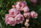 Andikó rose photo