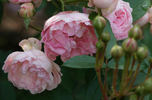 Andikó rose photo