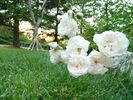 Big White Fairy rose photo