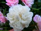 Big White Fairy rose photo