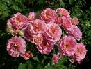 Sweet Milo™ rose photo