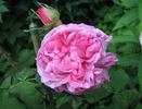 Madame Knorr rose photo