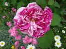 Gros Provins Panaché rose photo