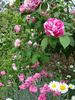 Gros Provins Panaché rose photo