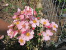 Rayon Butterflies rose photo