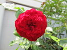 Pied Piper rose photo